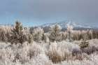 Wyoming, Grand Teton NP, Jackson. Mountain emerges from fog amidst frost-covered plants and trees Art Print